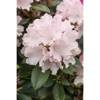Rhododendron Yakushimanum Schneekrone Weiß – Eleganter Blütenstrauch - Immergrüner Rhododendron mit reinweißen Blüten, ideal für kleine Gärten oder Kübel. Pflegeleicht und blühfreudig, perfekt für halbschattige Standorte.