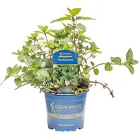 Produktbild Kiepenkerl Schokoladen Minze Topf-Ø ca. 12 cm