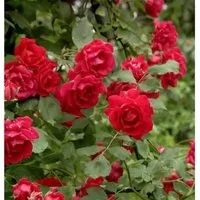 Produktbild Kletterrose Pauls Scarlet Climber 30-60cm