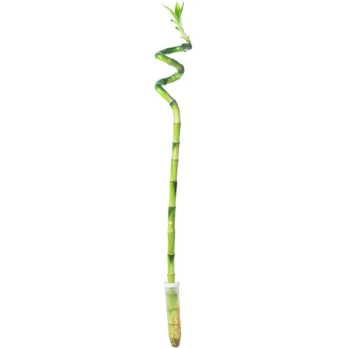 Glücksbambus 'Lucky Bamboo' Stengel spiralförmig, im Röhrchen - pflegeleichte Zimmerpflanze, Dracaena Sanderiana - Höhe ca. 50 cm, Topf-Ø 5 cm