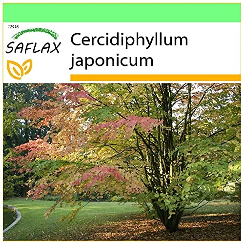 SAFLAX - Lebkuchenbaum - 200 Samen - Cercidiphyllum japonicum