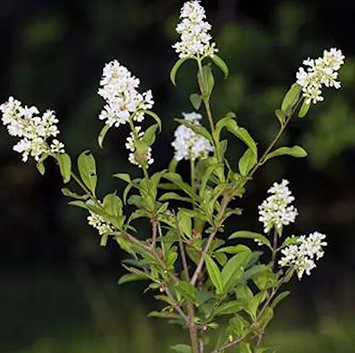 Zwergliguster 40-60cm