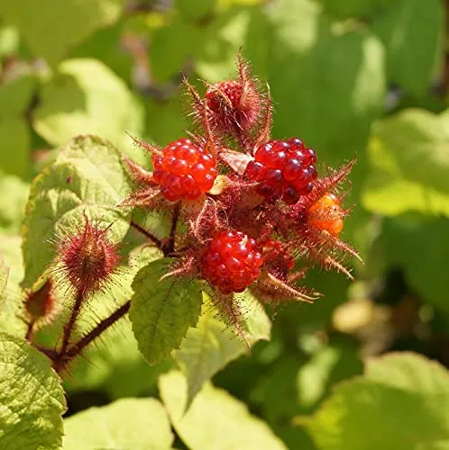 Japanische Weinbeere, Rubus phoenicolasius, ca. 60-80cm im Topf