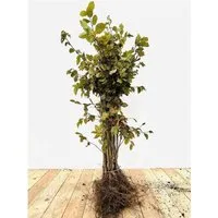 Carpinus betulus 60-80 cm in grün von Pflanzen für Dich