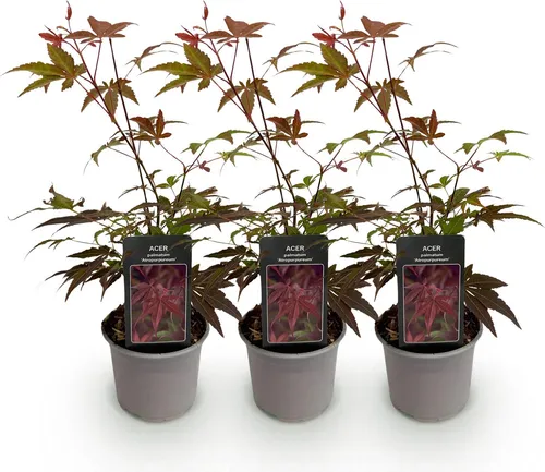 GreenboutiQ