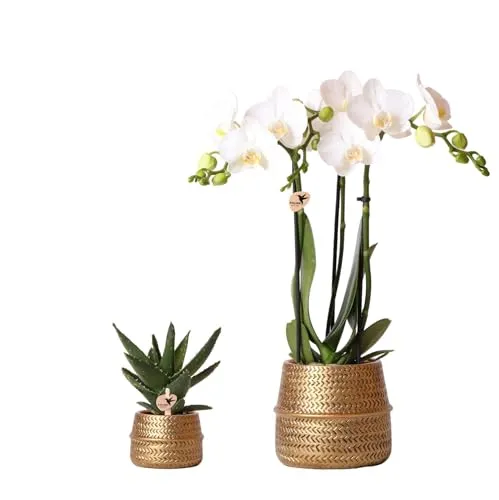 Exotenherz Zimmerpflanze Set: Weiße Phalaenopsis Orchidee Amabilis & Crassula Ovata - Elegantes Zimmerpflanzen-Set mit einer 9 cm großen weißen Orchidee und einer 6 cm Crassula Ovata, ideal für ein stilvolles Zuhause in goldenen Ziertöpfen.