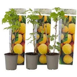 Plant in a Box Himbeere - Rubus idaeus Fallgold 3er Set Höhe 25-40cm