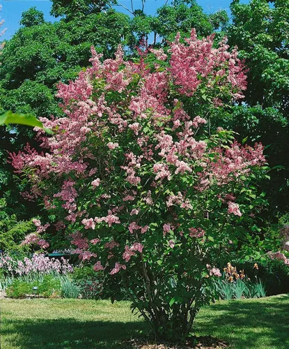 Syringa Flieder Redwine 80-100 cm - Blühende Zimmerpflanzen mit tiefroten, duftenden Blüten, die Bienen und Schmetterlinge anziehen. Pflegeleicht und winterhart, ideal für Hecken oder als Solitärpflanze.