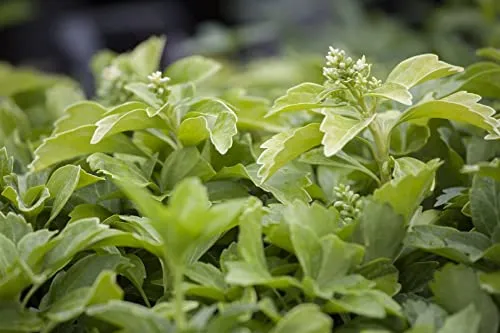 Pachysandra terminalis 'Compacta' 9x9 cm Topf – Immergrün, Winterhart, Pflegeleicht – Ysander – Bodendecker für Garten & Schattenbereiche