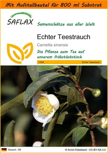 SAFLAX Blumensamen SAFLAX