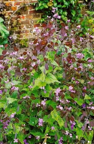Lunaria rediviva 11x11 cm Topf – Winterhart, Mehrjährig, Pflegeleicht – Wilde Mondviole – Staude für Schattenbeet & Naturgarten