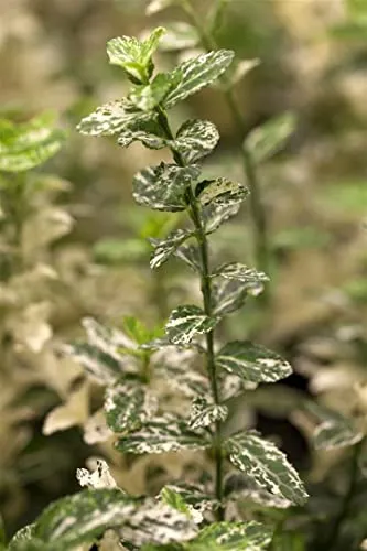 Euonymus fortunei 'Harlequin' P 0,5 15-20 Kriechspindel 'Harlequin',winterhart, deutsche Baumschulqualität, im Topf für optimales anwachsen