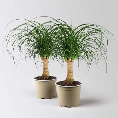 Elefantenfuß, Stamm, Topf-Ø 17 cm, Höhe ca. 30-50 cm, 2 Pflanzen