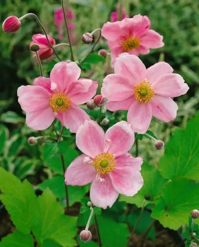 Anemone Japonica 'Königin Charlotte' - Herbstanemone im 9x9 cm Topf - Die Anemone 'Königin Charlotte' begeistert mit zart rosafarbenen Blüten von August bis Oktober. Ideal für Gruppenpflanzungen, Rabatten oder als Solitär. Robust und pflegeleicht, bringt sie elegante Farbakzente in Ihren Garten.