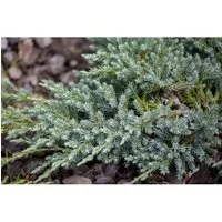 Juniperus Squamata Little Joanna Blauer Zwergwacholder 20–30 cm