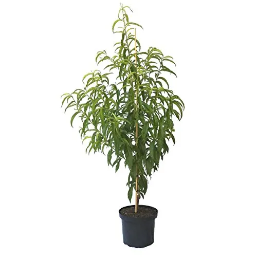 Nektarinenbaum Teller in rot von Grüner Garten Shop