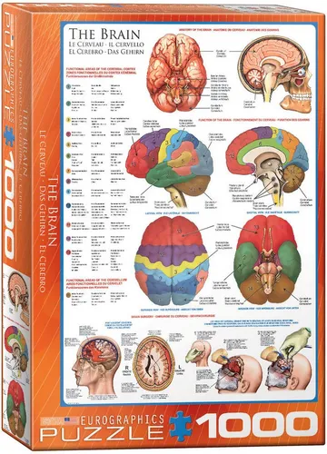 Puzzle 1000 Teile Puzzle - Puzzle - Das Gehirn Funktion Anatomie und Chirurgi, Puzzleteile