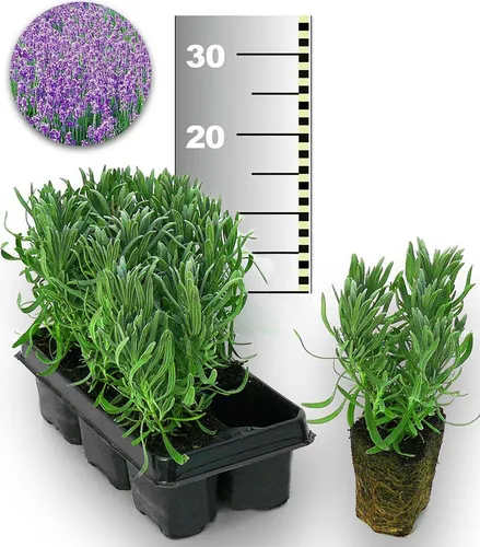 BALDUR Garten Blauer Duft-Lavendel – 50 Pflanzen für Ihren Garten - 50er-Pack duftender Lavendel. Ideal für Garten und Balkon, winterhart und pflegeleicht. Die Pflanzen ziehen Bienen und Schmetterlinge an und bereichern Ihre grüne Oase mit Farbe und Aroma.