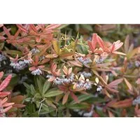 Berberis julianae - Immergrüne Berberitze mit gelben Blüten - Diese winterharte Heckenpflanze zieht mit ihren leuchtend gelben Blüten Bienen an und ist pflegeleicht. Ideal für Anfänger und kalte Klimazonen.