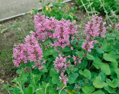 Stachys grandiflora 'Superba' - Großblättriger Ziest im 9x9 cm Topf - Elegante Staude mit rosapurpurnen Blüten, ideal für sonnige und halbschattige Beete. Pflegeleicht, langlebig und perfekt als Kübelpflanze oder für Gruppenpflanzungen.