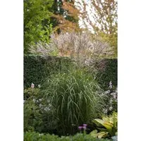 Miscanthus Sinensis China Chinaschilf Ca. 11x11 cm Topf