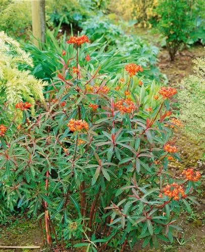 Euphorbia griffithii 'Dixter' ca. 9x9 cm Topf - Wolfsmilch, orange-rote Blüten, Blütezeit Mai-Juni, ideal für Rabatten, pflegeleicht, winterhart