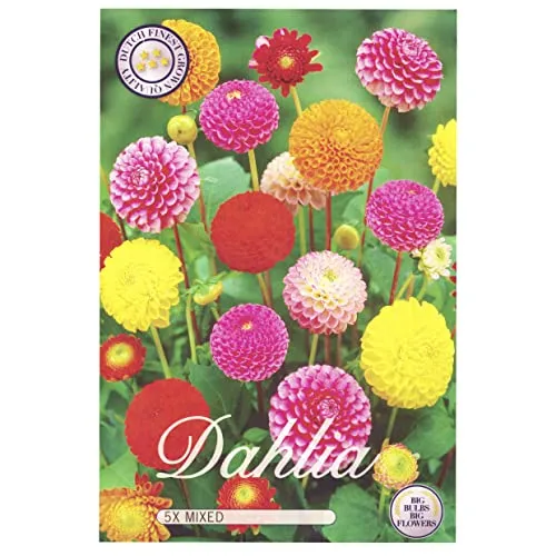 Sommerblumen Dahlien Knollen Blumenzwiebeln Mix Dahlia Bunte Auswahl im Mix für Sommer Blume Knolle Blumezwiebel Set Bunte Blüten mehrjährig (5x Dahlien Pompon)