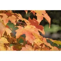 Acer orientalia - Orientalischer Ahorn - Ziergehölze mit eleganten, tief eingeschnittenen Blättern, die im Herbst in spektakulären Farben erstrahlen. Pflegeleicht und ideal für kleinere Gärten, zieht er Schmetterlinge und Bienen an.