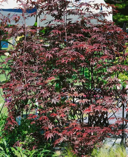 Pflanzen für Dich Gehölze Acer palm. Pung Kil, 1 St., Fächerahorn, Japanischer Ahorn