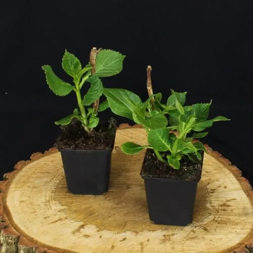 Stück Hydrangea Macrophylla von INTRAGARTEN | mehrjährige und winterharte blau blühende Bauernhortensie im Topf 6