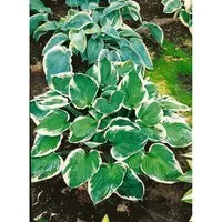Hosta X Fortunei Minuteman Funkie Ca. 11x11 cm Topf