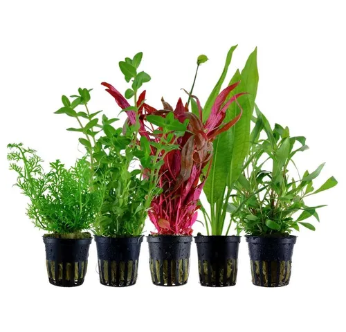 Aquaone Pflanzen Set mit 5 Wasserpflanzen Nr. 207 von AquaOne