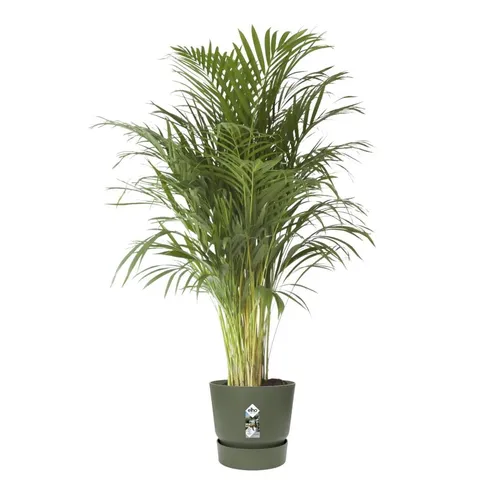 Elho Pflanztopf Greenville Ø 47 x 44 cm in grün von Elho