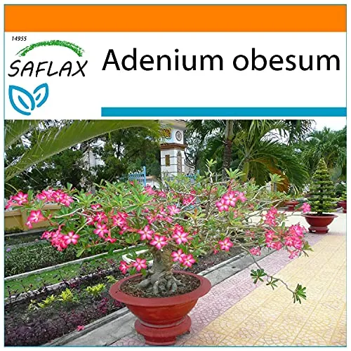 SAFLAX - Garden in the Bag - Bonsai - Wüstenrose - 8 Samen - Mit Anzuchtsubstrat im praktischen, selbst aufstellenden Beutel - Adenium obesum