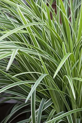 Carex morrowii 'Ice Dance' – Winterhartes Ziergras im 9x9 cm Topf - Japan-Segge, immergrün und pflegeleicht, ideal als Bodendecker. Dicht horstig mit elegantem Wuchs, perfekt für Schattenbeete und Kübel.