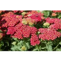Achillea Millefolium Schafgarbe Belle Epoque Ca. 9x9 cm Topf