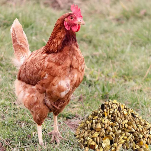 Hühnerfutter 25 kg - GVO-freies Geflügelfutter für gesunde Tiere - Ideal für Hühner, Enten und Gänse, enthält hochwertige Zutaten aus Österreich für optimale Gesundheit und Leistung.