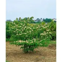 Cornus Controversa Pagoda