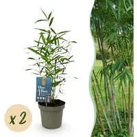 Exotenherz Bambus Fargesia Blue Dragon 2er Set – 14cm Topf, 35cm Höhe - Beliebter, nicht ausläufertreibender Bambus für Garten und Terrasse. Dieses 2er Set bietet zwei kräftige Pflanzen mit harmonischem Wuchs und dichten Halmen, ideal für Sichtschutz und grüne Akzente.