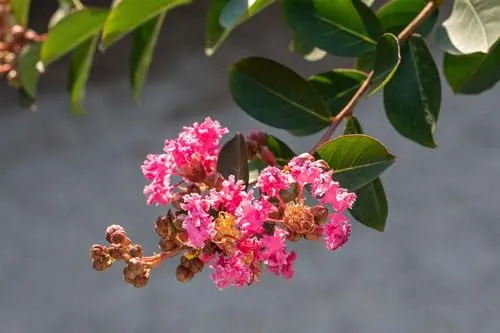 Lagerstroemia indica 'Rhapsody in Pink' - Indischer Flieder mit rosa Blüten - Blumensamen & -pflanzen: Zartrosa Blüten, die Bienen und Schmetterlinge anziehen. Pflegeleicht, trockenheitsresistent und winterhart bis -15 °C - ideal für Gartenanfänger.