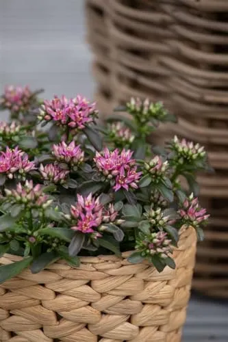 Sedum spurium 'Spot on Deep Rose' - Teppich-Fetthenne, tiefrosa Blüten, Blütezeit Sommer, ideal für Steingärten, trockenheitsresistent, pflegeleicht
