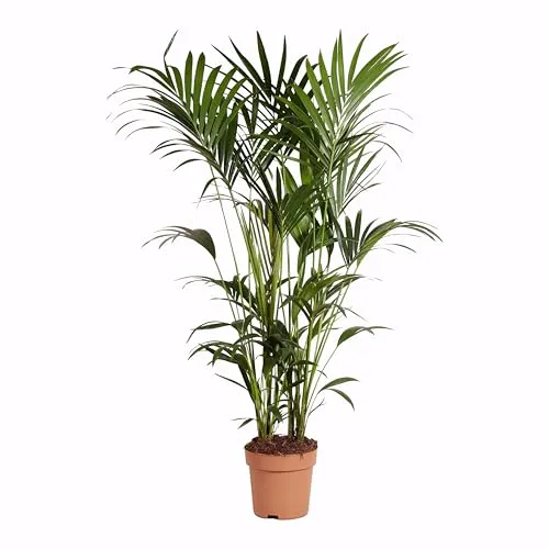 Bloomique Kentia-Palme – XXL Zimmerpflanze 150-170 cm