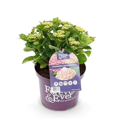 Green boutiQ - Balkonpflanze - Hortensie - Hydrangea Forever & Ever - Rosa - 7-12 Blüten - Topf 23cm Höhe 55cm