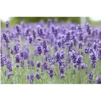 Produktbild Lavandula Angustifolia Hidcote Blue Echter Lavendel 2 Liter Container
