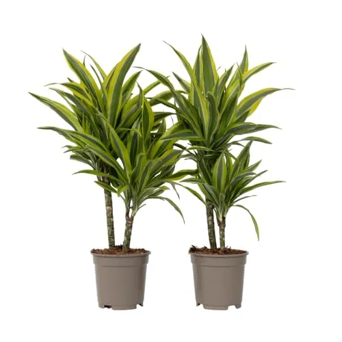 Plant in a Box - Dracaena Deremensis 'Zitronenlimette' - Pflegeleichter Drachenbaum im 2er-Set - Baumsamen & -pflanzen: Pflegeleichte Dracaena mit scharfen, dunkelgrünen Blättern und hellen Streifen, ideal für jedes Zuhause. Lieferung in stabilen Versandkarton für optimalen Schutz.