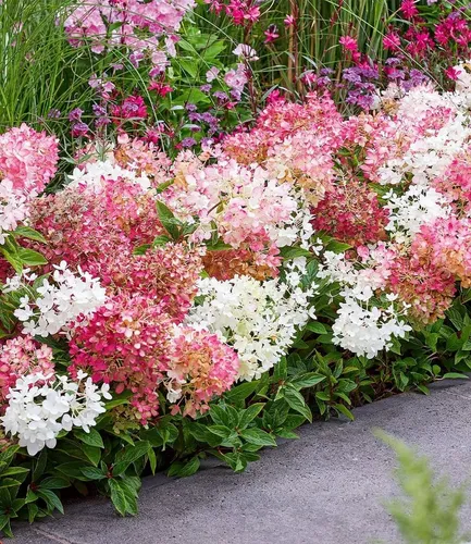 BALDUR-Garten Niedrige Hortensie 'Groundbreaker®' - Pflegeleichte Blütenpracht - Kompakte, reich blühende Hortensie für schöne Hecken. Winterhart und mehrjährig, ideal für Sonne bis Halbschatten. Geringer Pflegeaufwand für blühende Akzente im Garten.