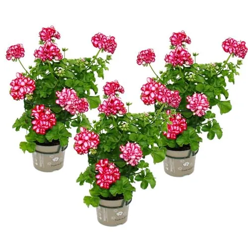 Exotenherz Geranien hängend 3er Set - Pelargonium peltatum - Hängende Geranien im 12 cm Topf, ideal für Balkon und Garten. Blütezeit von April bis Oktober, bringt Farbe und lebendige Akzente in Ihr Zuhause.