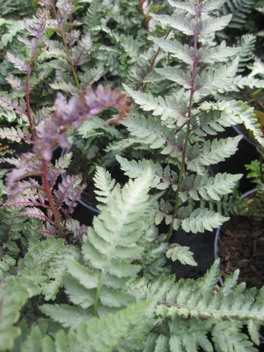 Regenbogenfarn Burgundy Lace -  Athyrium niponicum