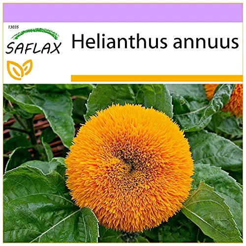 SAFLAX - Sonnenblume Puschel - 40 Samen - Helianthus annuus
