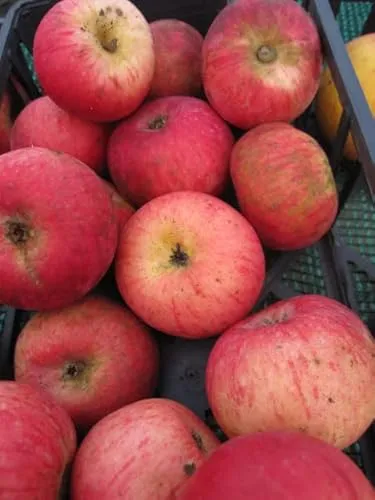 Malus Roter Trierer Weinapfel von Baumschule